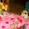 Mayor Promotes Speed Dating for Pets